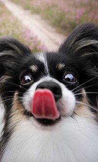 Фото Смешной Собаки С Языком