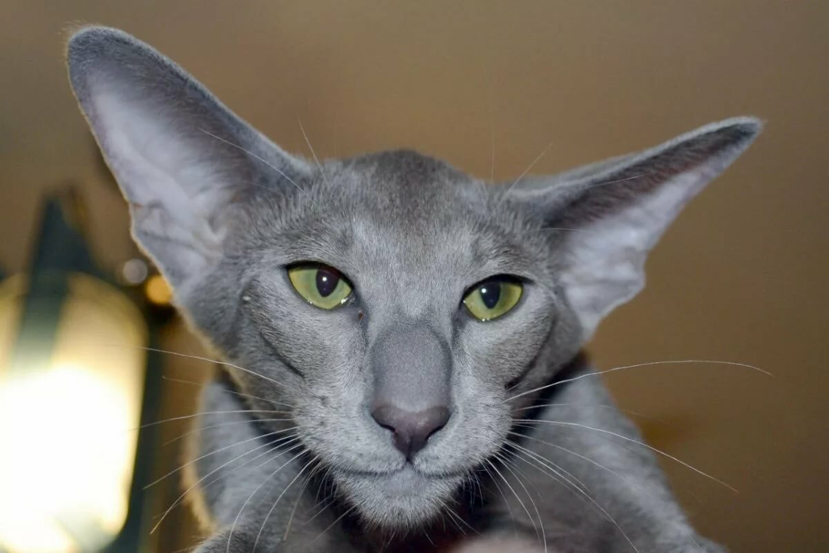 сиамская кошка с большими ушами